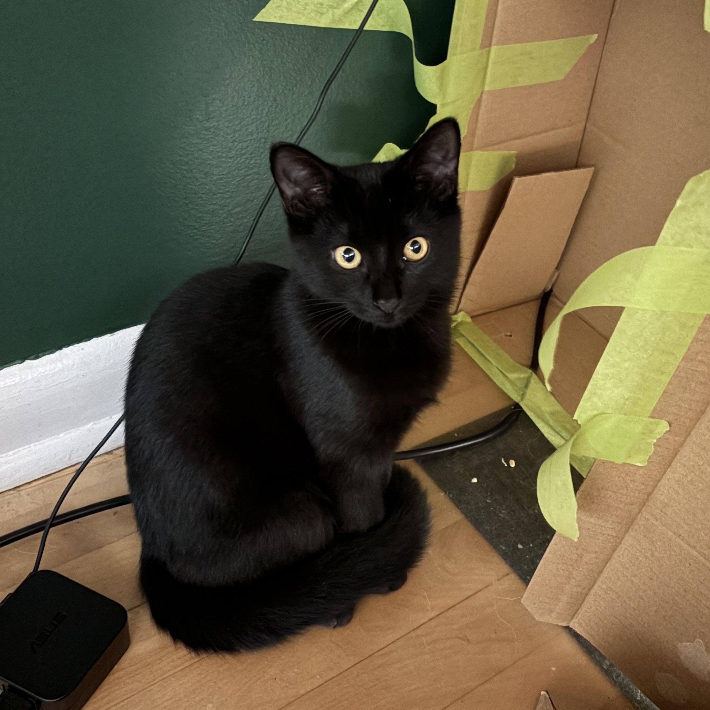 Enlarge Briar, a Adoptable Domestic Short Hair in Ottawa, ON image 2/3
