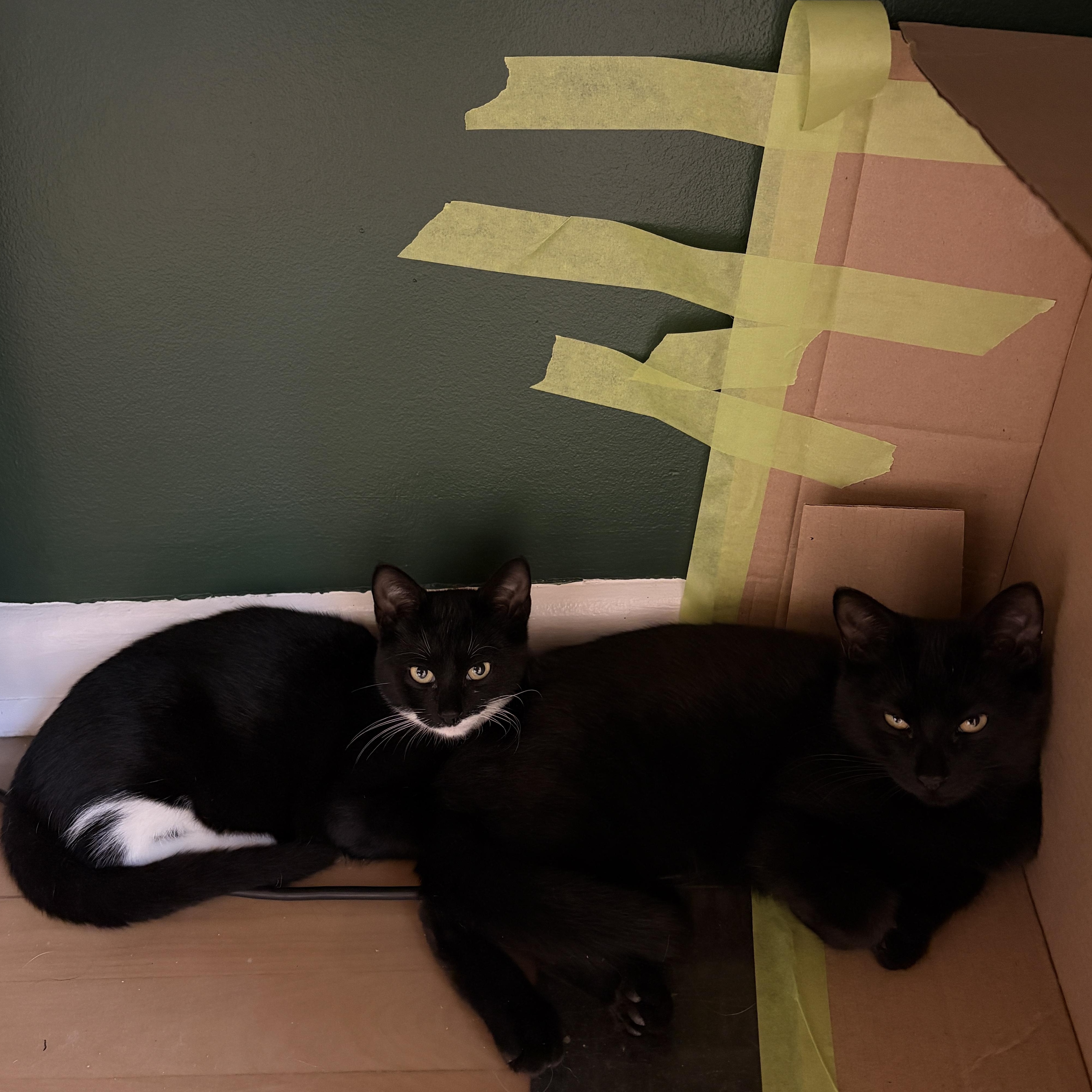 Enlarge Briar, a Adoptable Domestic Short Hair in Ottawa, ON image 3/3