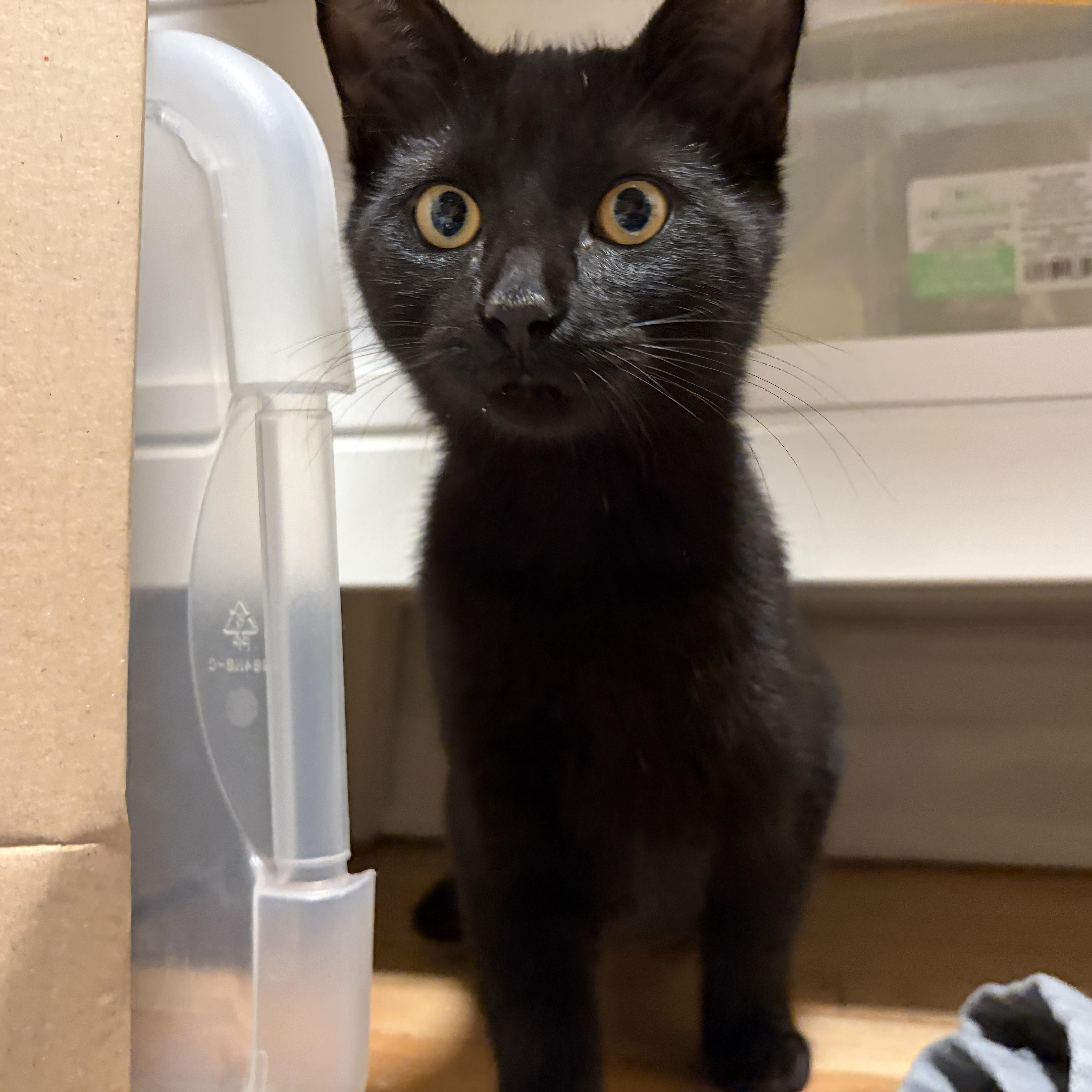 Enlarge Briar, a Adoptable Domestic Short Hair in Ottawa, ON image 1/3