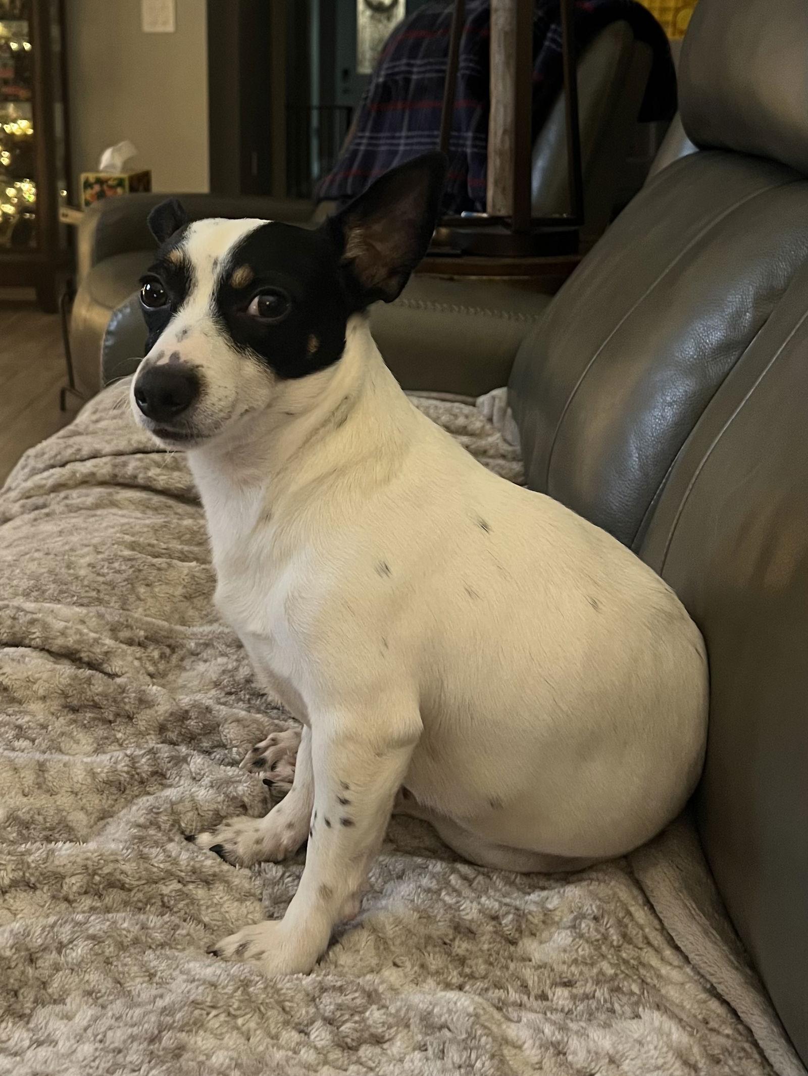 Sherman, a Adoptable Jack Russell Terrier in Osteen, FL image 2/3