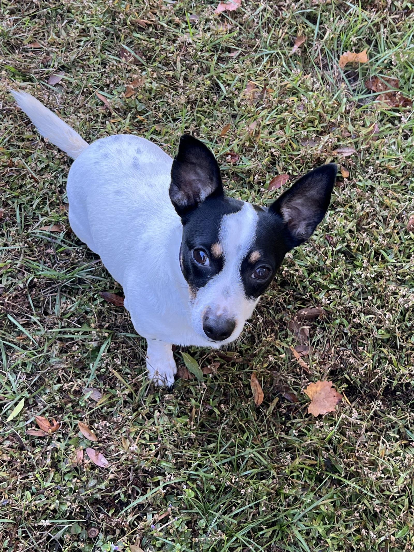 Sherman, a Adoptable Jack Russell Terrier in Osteen, FL image 3/3