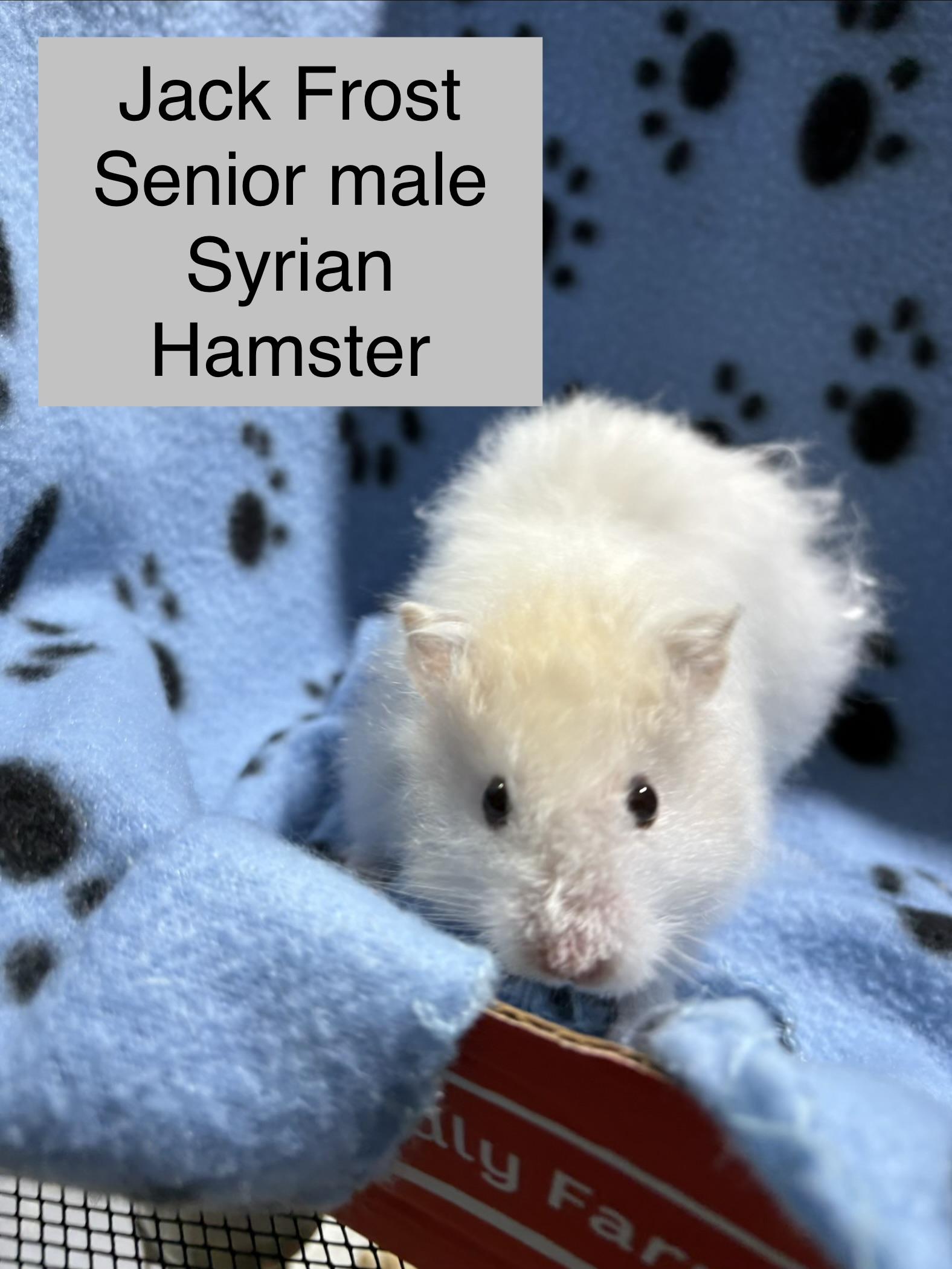 Enlarge Jack Frost , a ADOPTABLE Hamster in Howell, NJ image 1/1