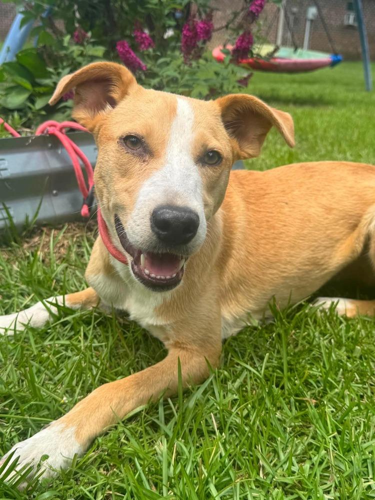 Honeybee, Adoptable, Young Female Carolina Dog.