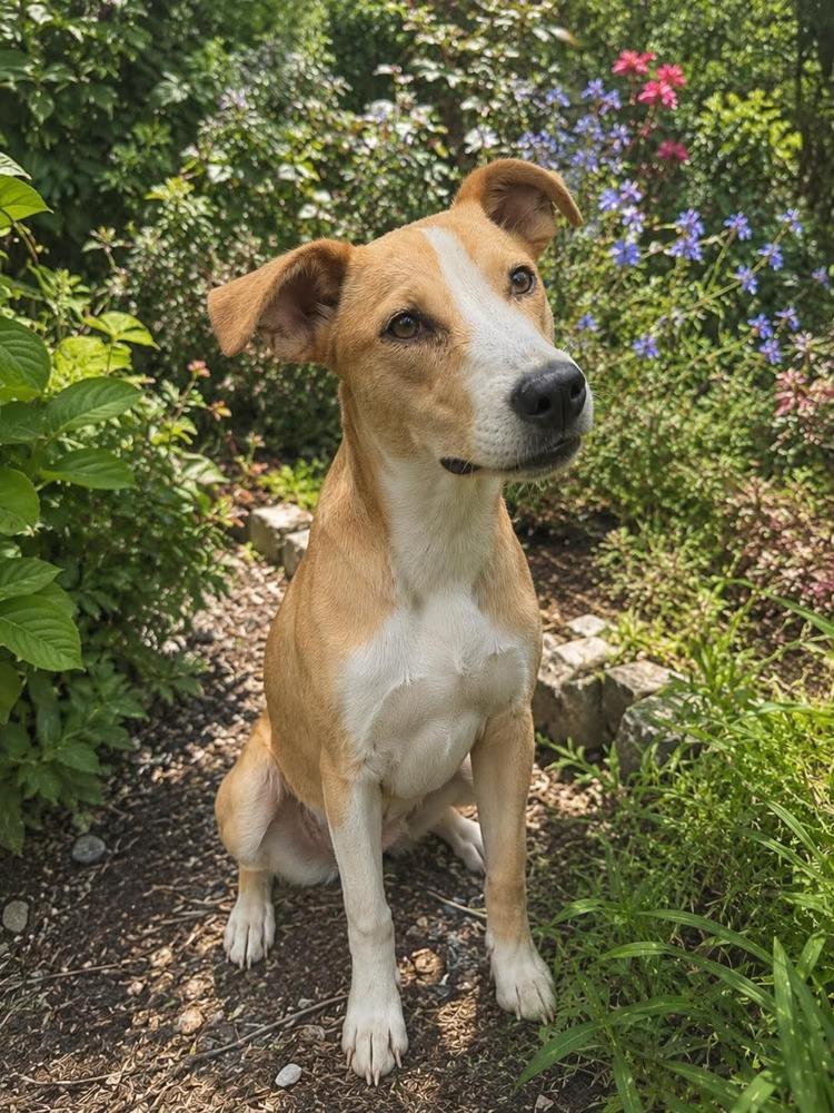 Honeybee, a Adoptable mixed breed in Syracuse, NY image 3/6