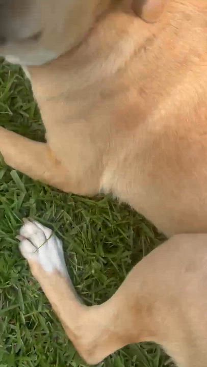 Enlarge Honeybee, a Adoptable mixed breed in Syracuse, NY video 4/6