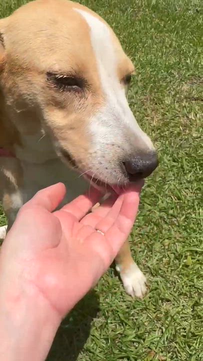 Enlarge Honeybee, a Adoptable mixed breed in Syracuse, NY video 6/6