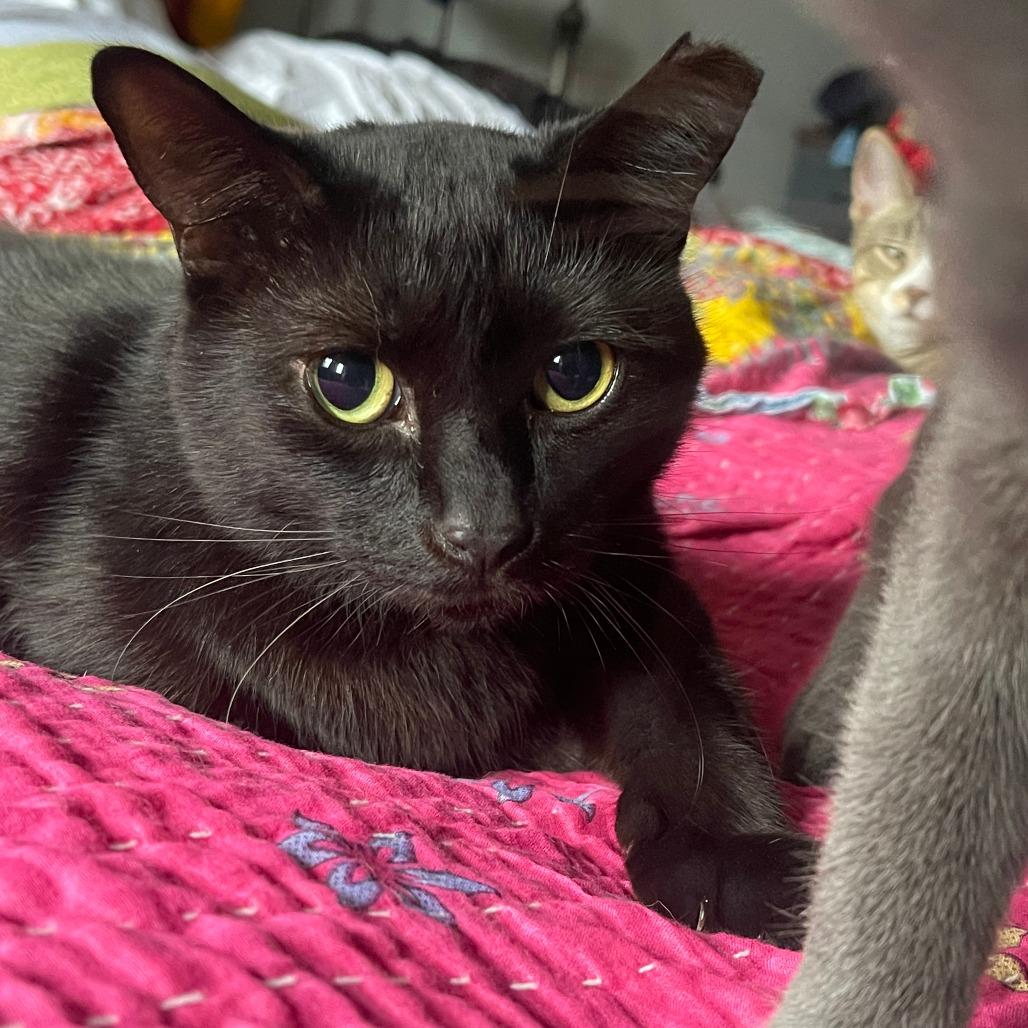 Timothy 2, Adoptable, Senior Male Domestic Short Hair.