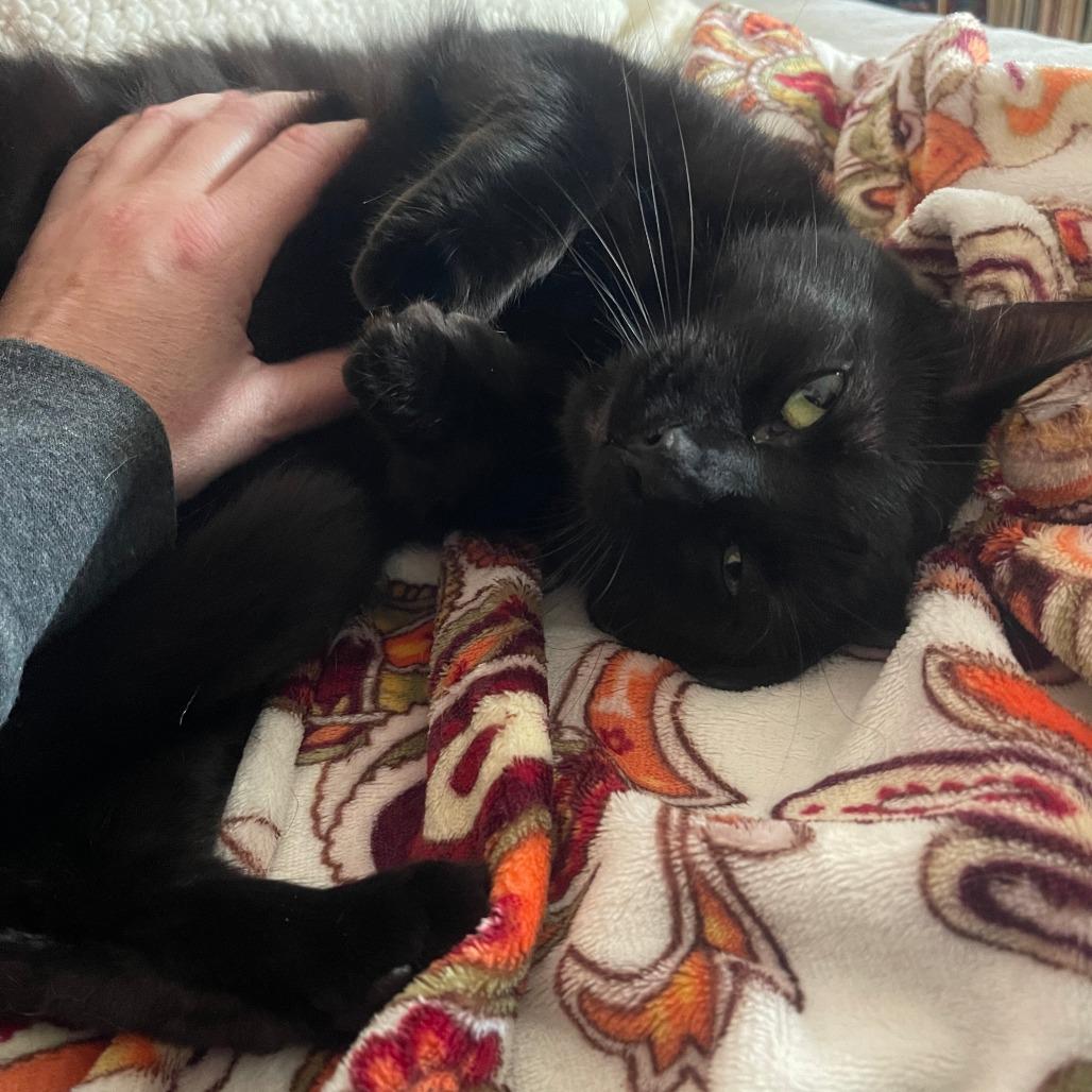 Enlarge Timothy 2, a Adoptable Domestic Short Hair in Manhattan, IL image 2/3