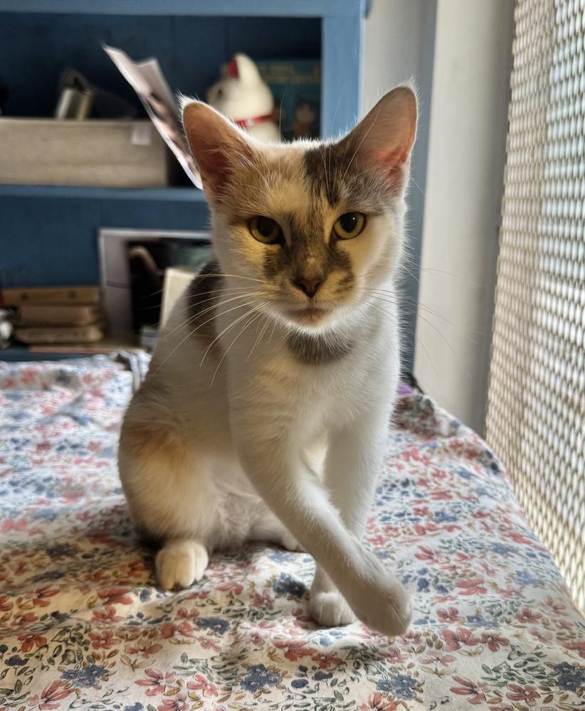 Lulu, a Adoptable Domestic Short Hair in Hudson, NH image 1/3