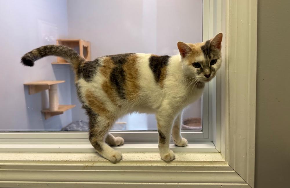 Lulu, a Adoptable Domestic Short Hair in Hudson, NH image 2/3