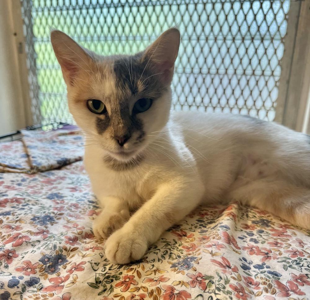 Lulu, a Adoptable Domestic Short Hair in Hudson, NH image 3/3