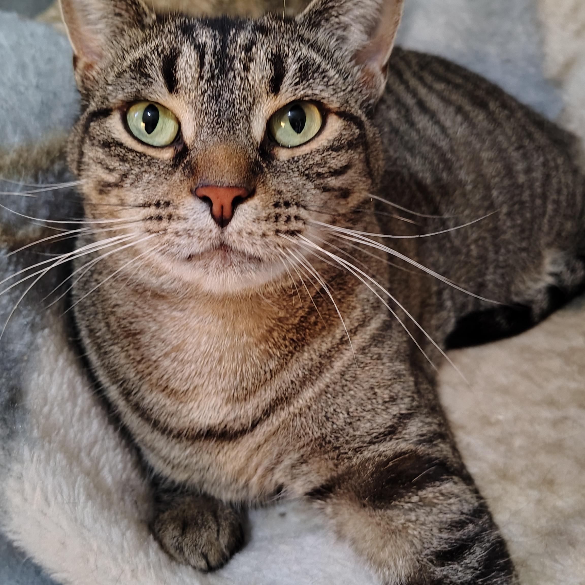 Josey, Adoptable, Adult Female Domestic Short Hair.