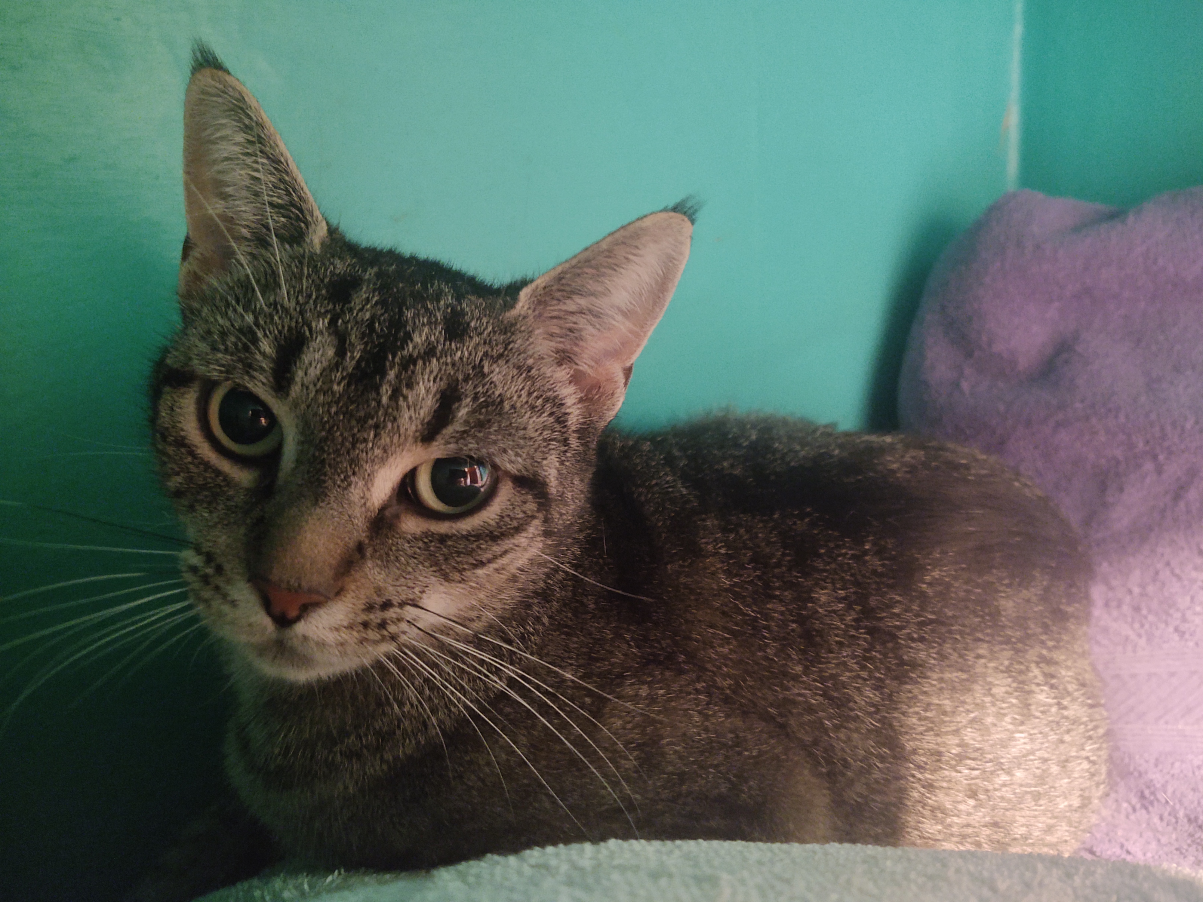 Josey, a Adoptable Domestic Short Hair in Buffalo, NY image 3/4
