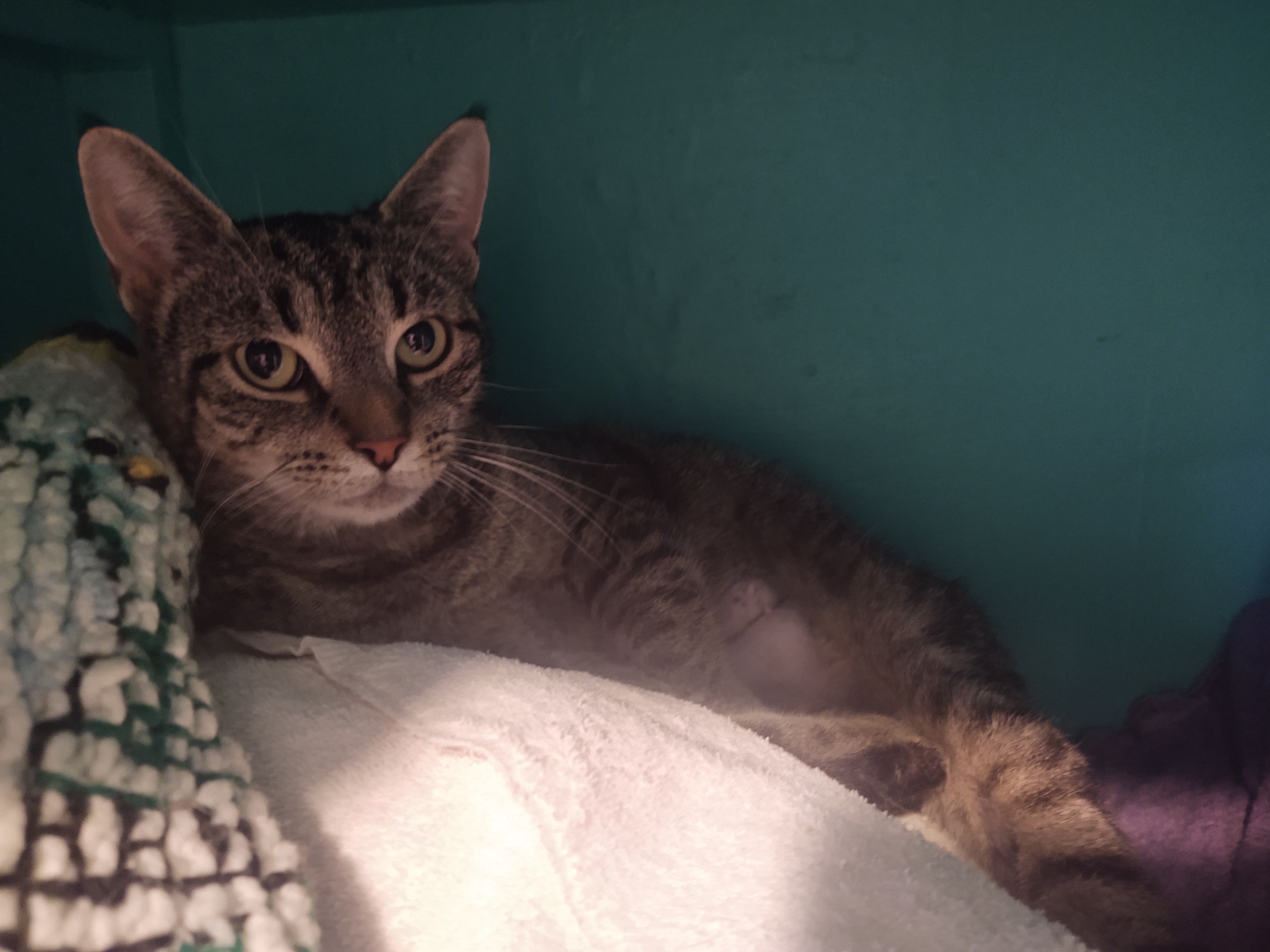 Josey, a Adoptable Domestic Short Hair in Buffalo, NY image 4/4