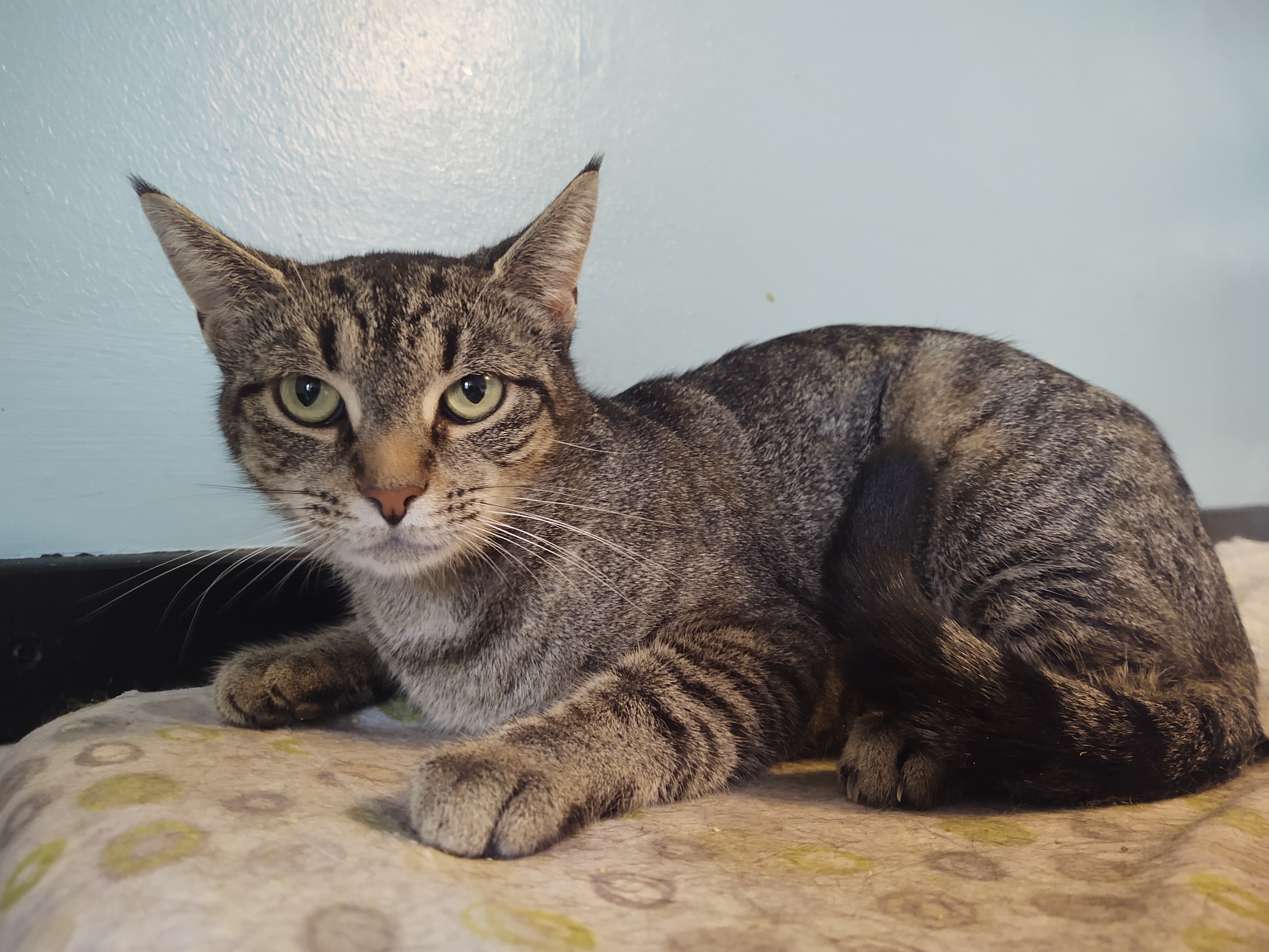 Josey, a Adoptable Domestic Short Hair in Buffalo, NY image 2/4