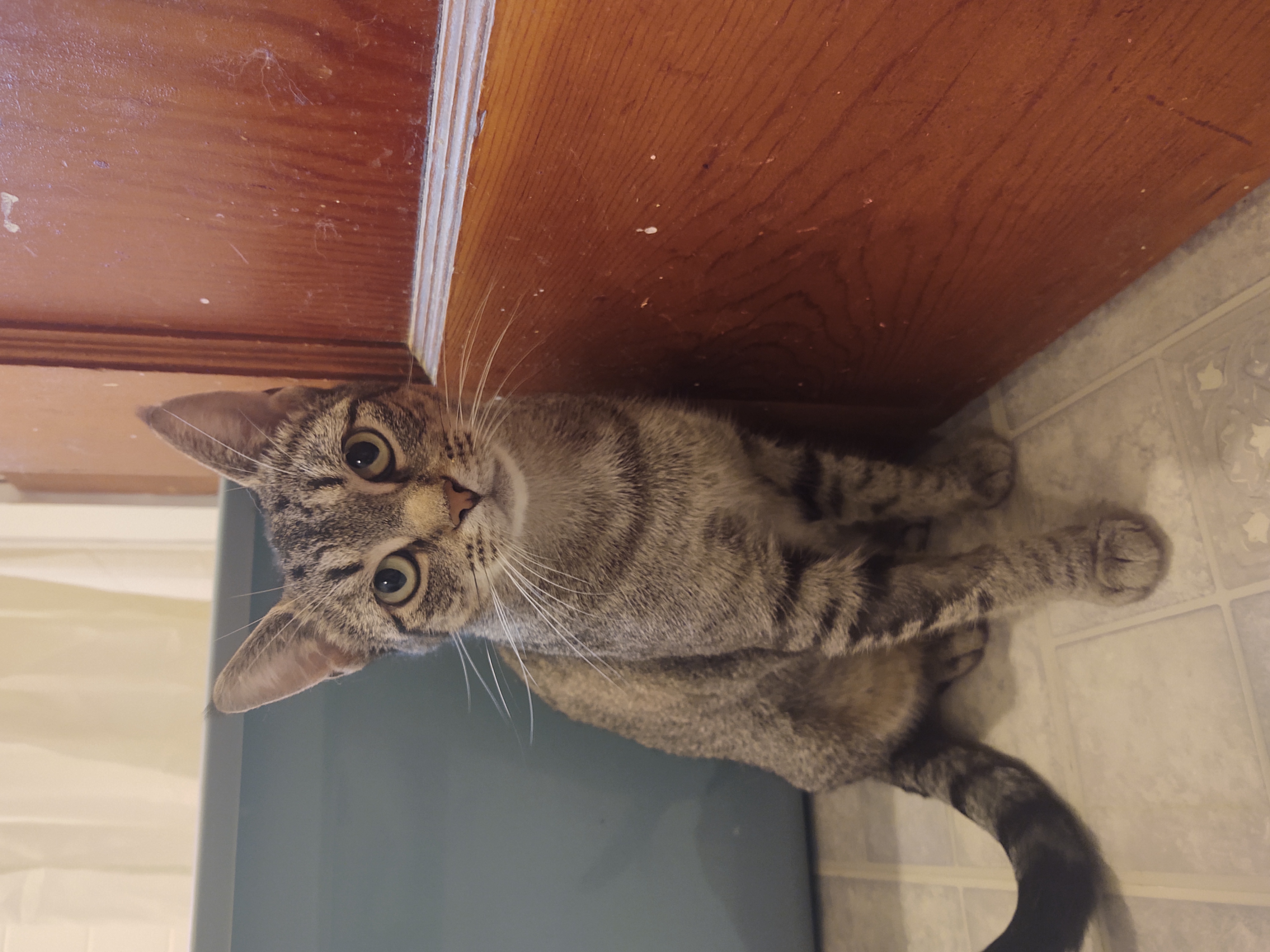 Josey, a Adoptable Domestic Short Hair in Buffalo, NY image 1/4