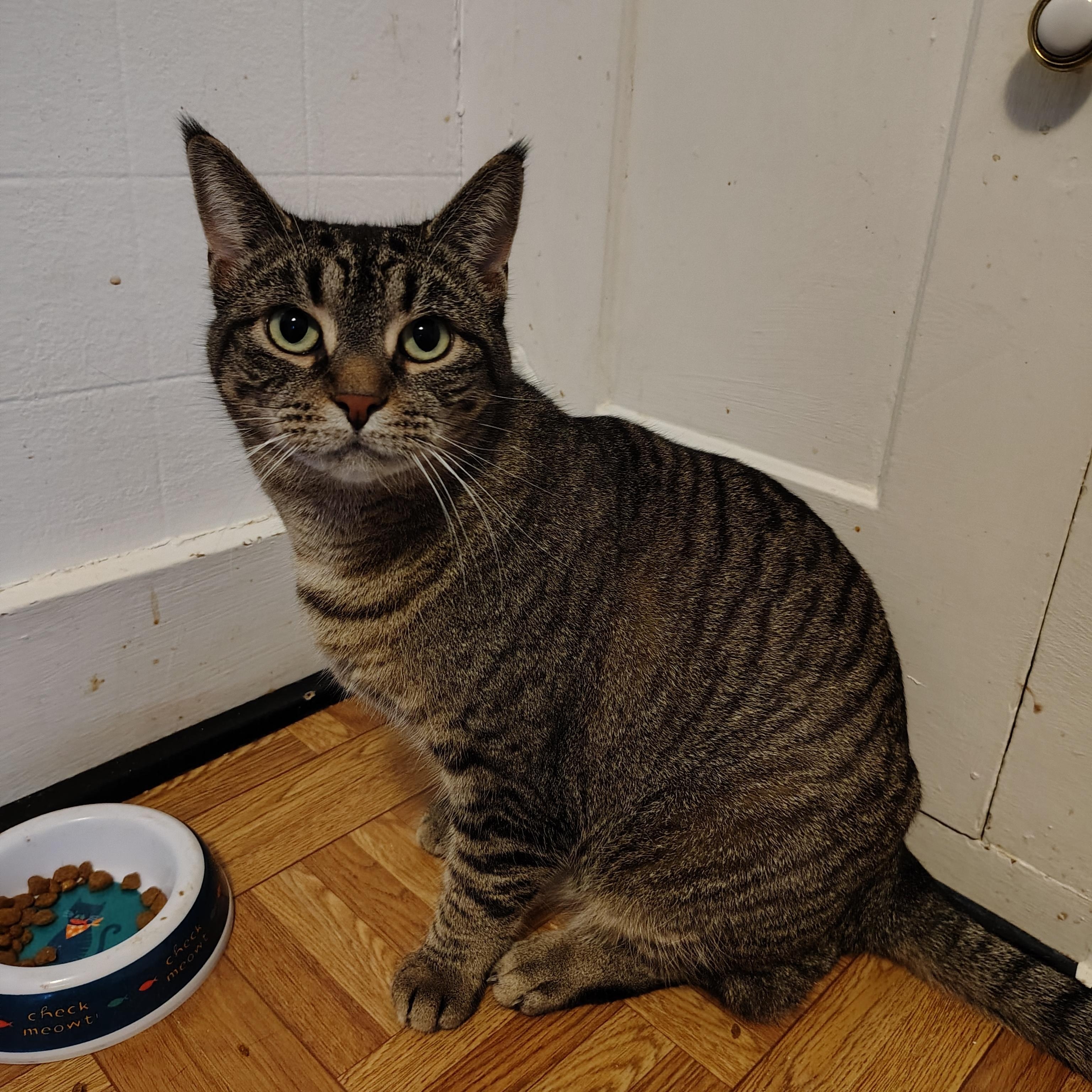Josey, a Adoptable Domestic Short Hair in Buffalo, NY image 2/4