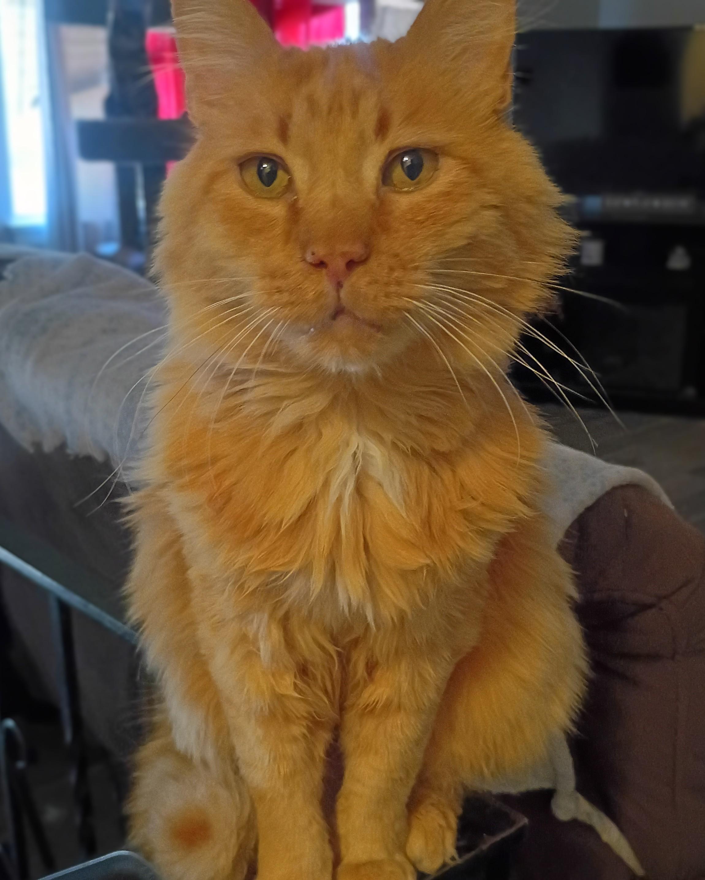Hank, an adopted Domestic Long Hair in Pocatello, ID image 2/2
