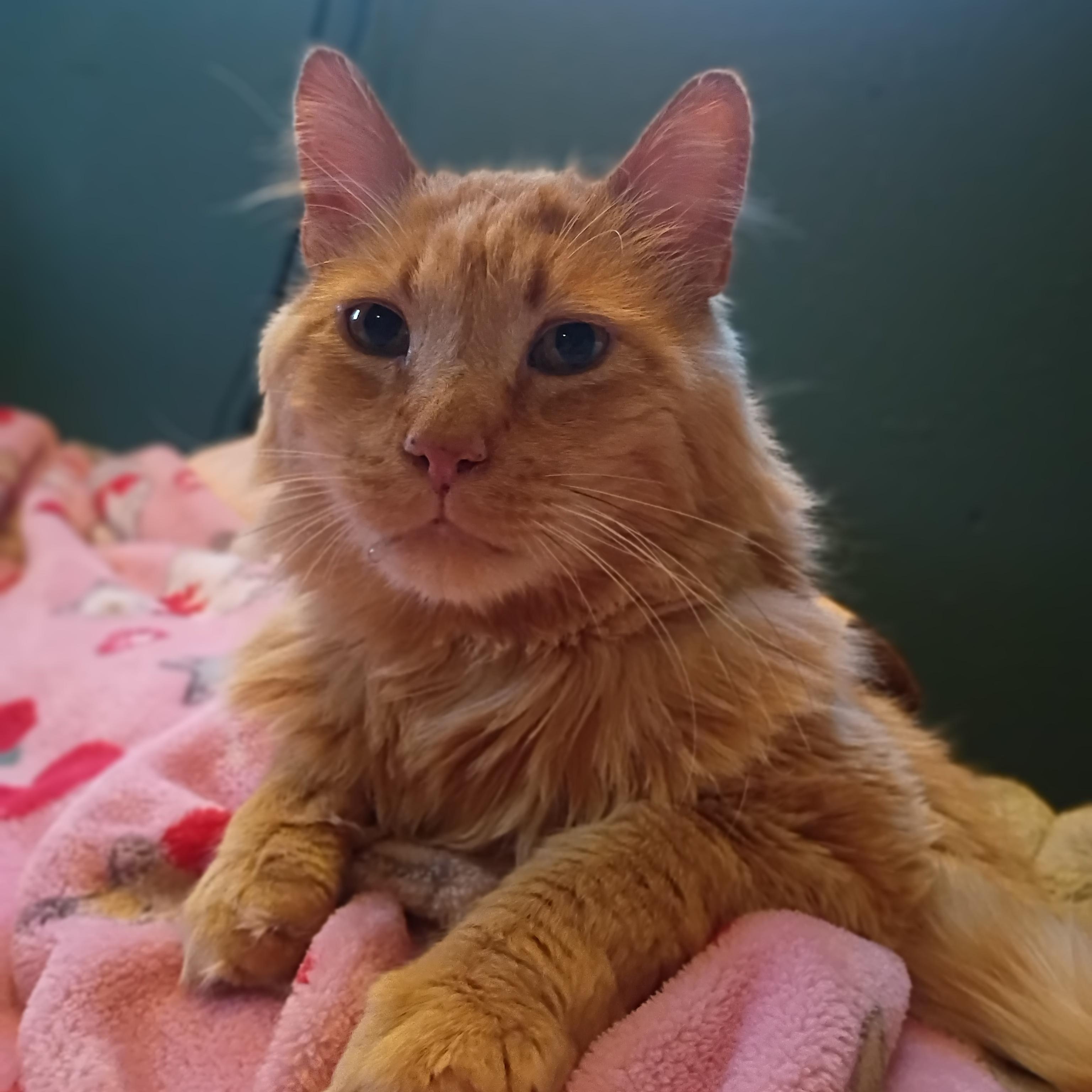 Hank, ADOPTABLE, Adult Male Domestic Long Hair.