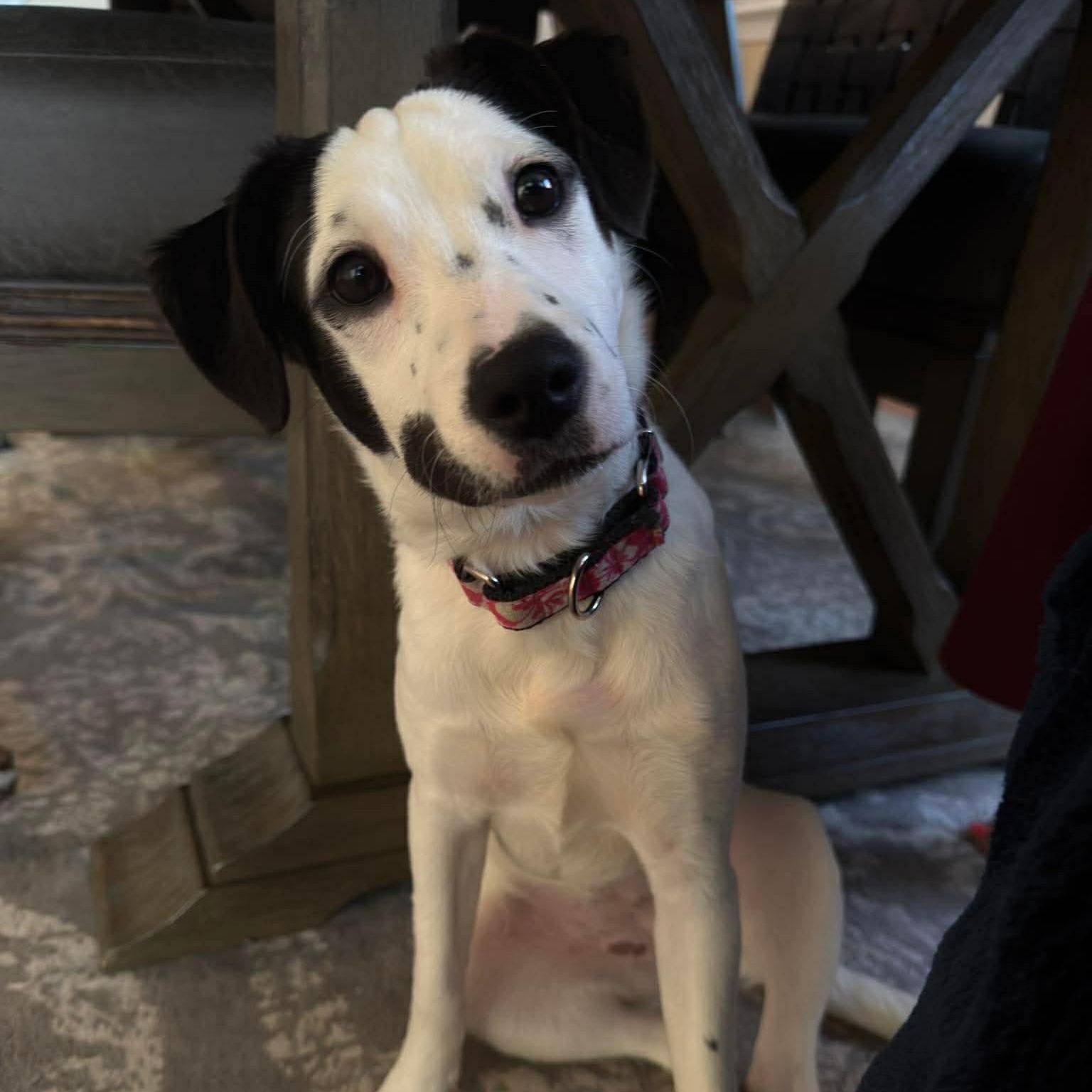Enlarge Winter, a ADOPTABLE Mixed Breed in Wando, SC image 2/2