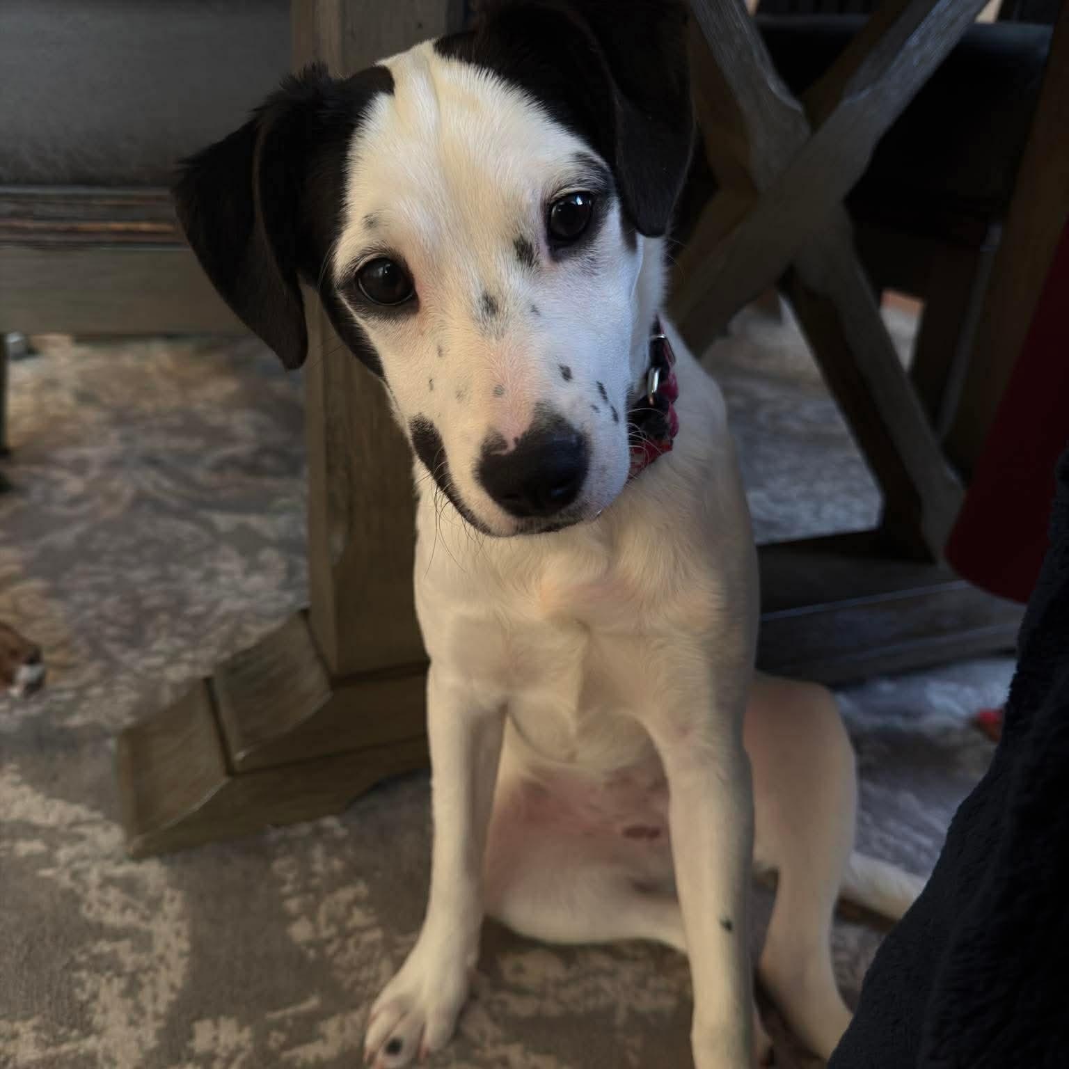 Enlarge Winter, a ADOPTABLE Mixed Breed in Wando, SC image 1/2