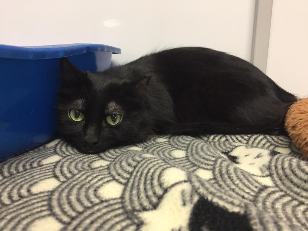 Nova / Tank, Adoptable, Young Female Domestic Short Hair.