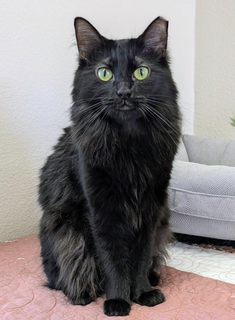 Enlarge Nova, a Adoptable mixed breed in Peoria, AZ image 4/4