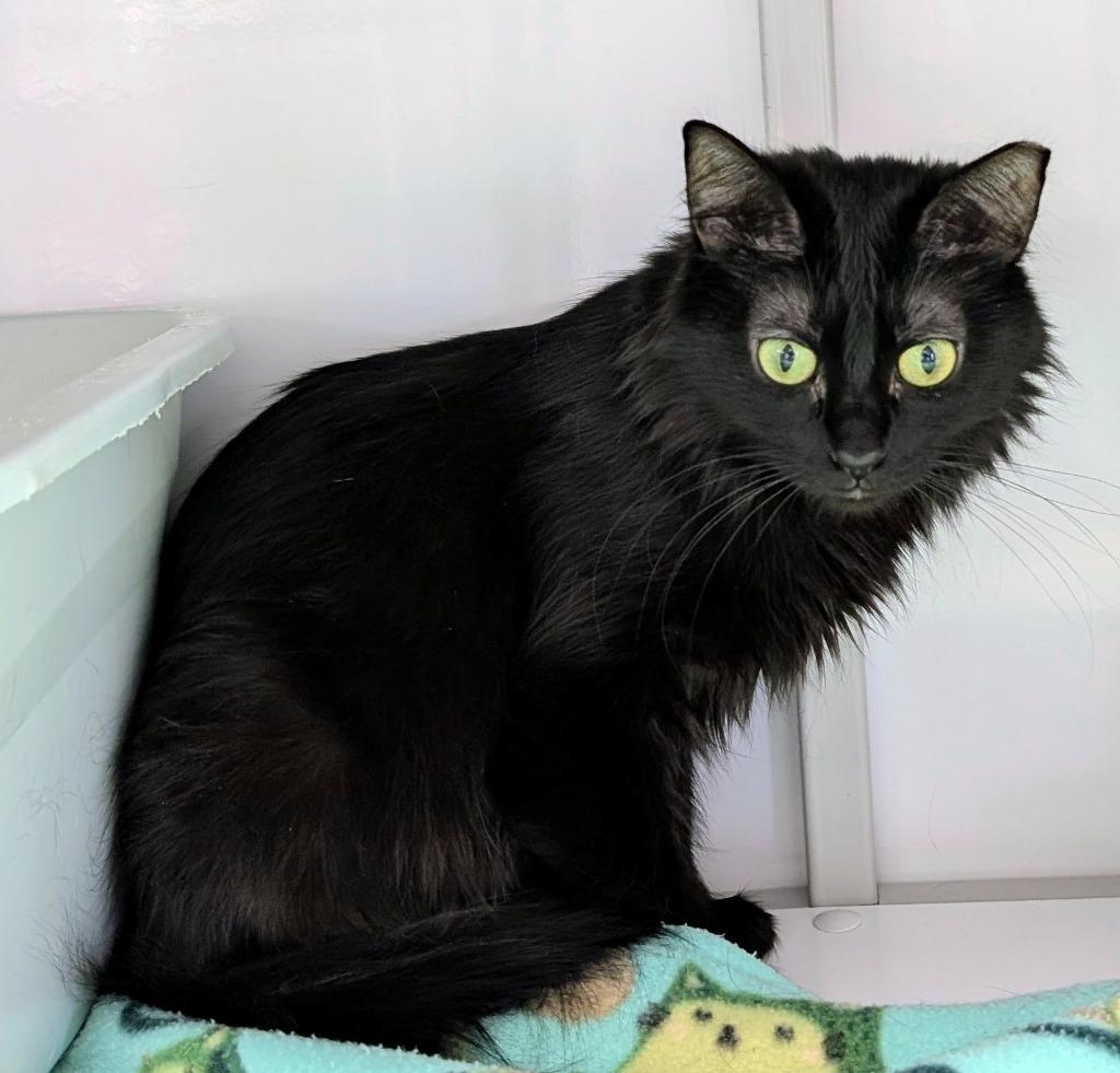 Nova / Tank, a Adoptable mixed breed in Peoria, AZ image 2/3