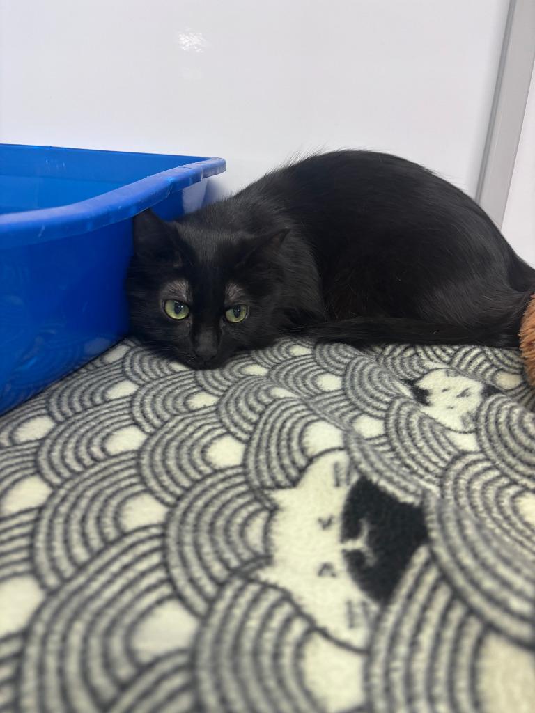 Nova / Tank, a Adoptable mixed breed in Peoria, AZ image 3/3