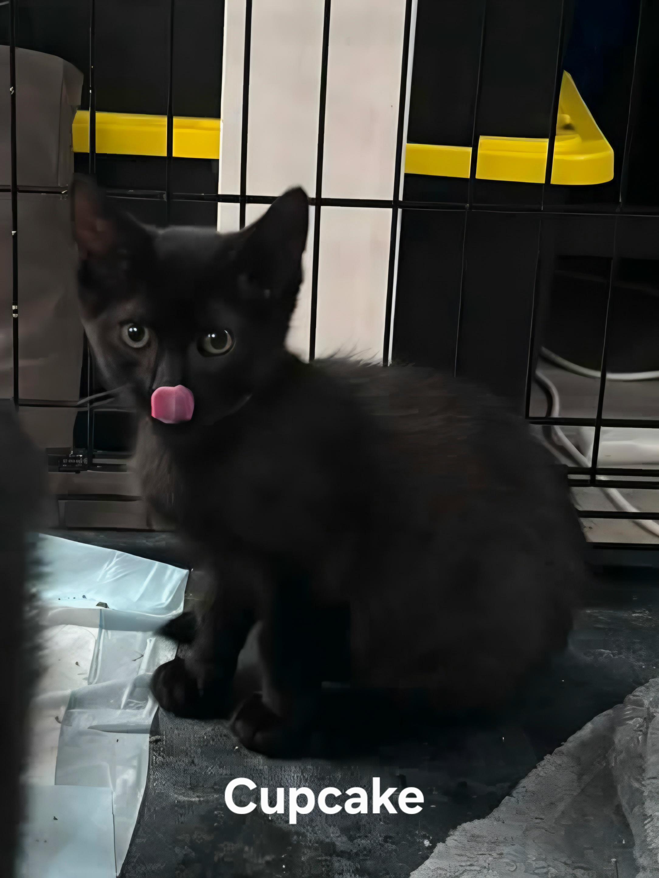 Cupcake, Adopted, Kitten Male Domestic Short Hair.