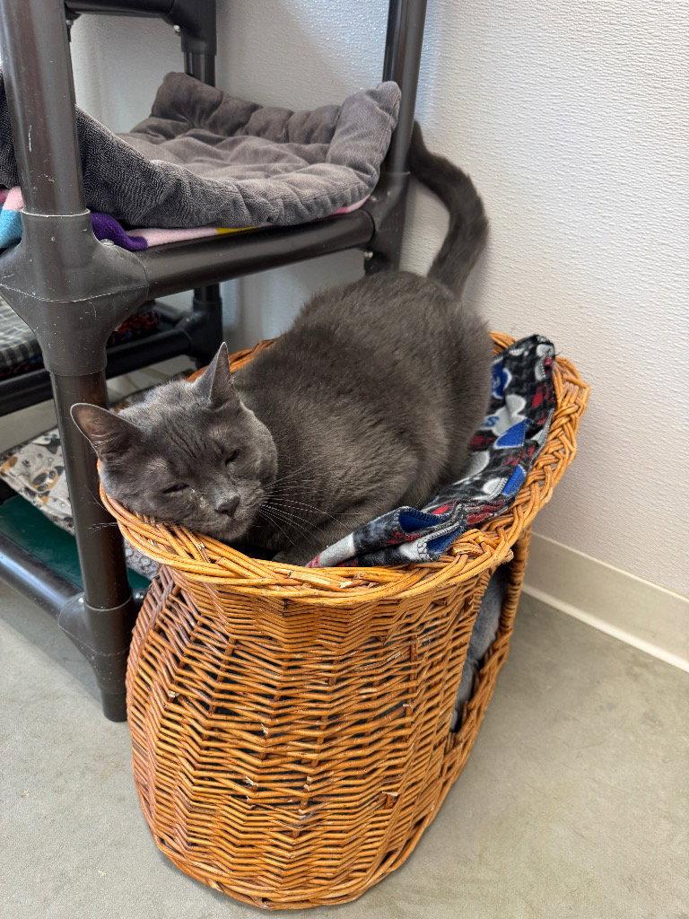 Colt, Adoptable, Adult Male Domestic Short Hair.