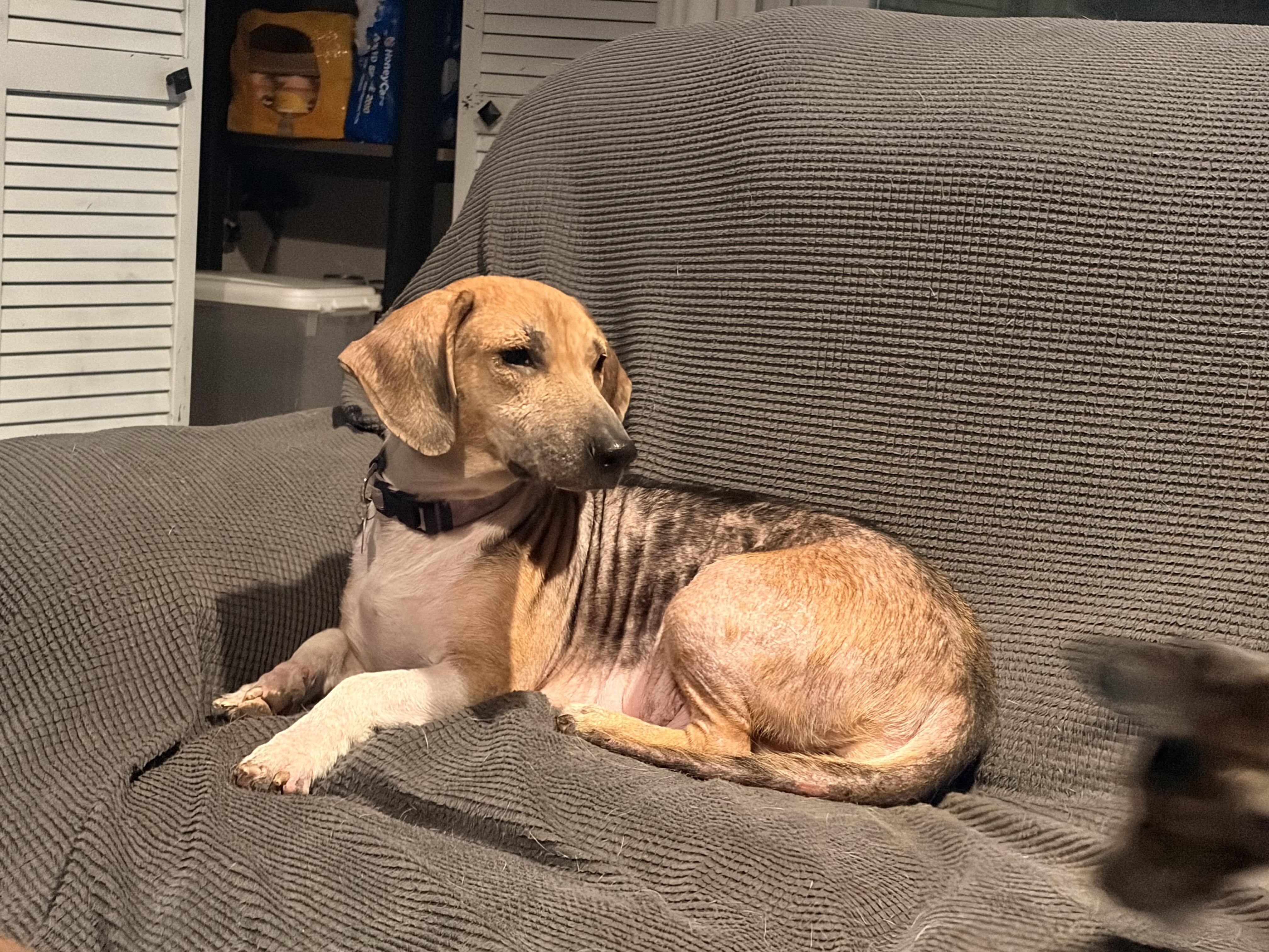 Taffy Apple, Adoptable, Adult Female Basset Hound & Beagle.