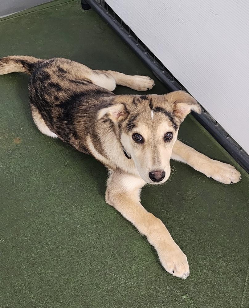 Enlarge Ridge, a Adoptable mixed breed in Cheektowaga, NY image 4/5