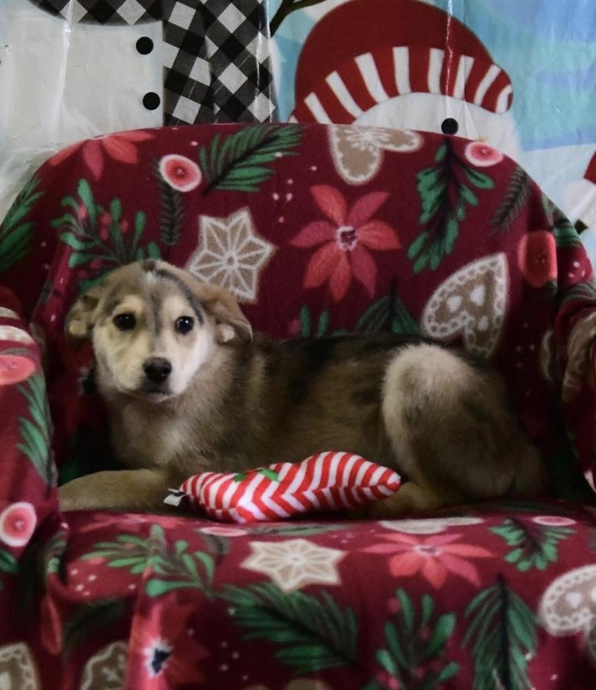 Enlarge Dove, a Adoptable mixed breed in Cheektowaga, NY image 1/1