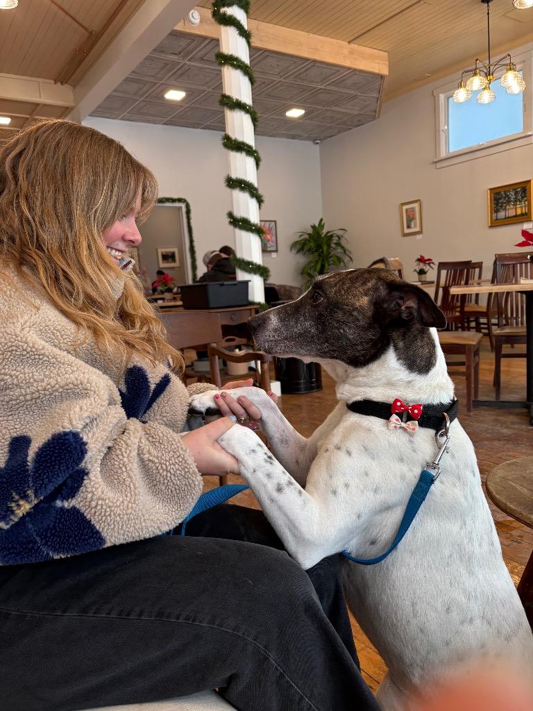 Enlarge Scrappie - LOCAL, a Adoptable mixed breed in Princeton, MA image 1/6