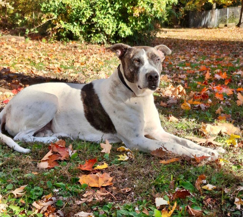Scrappie -LOCAL, a Adoptable mixed breed in Princeton, MA image 1/6