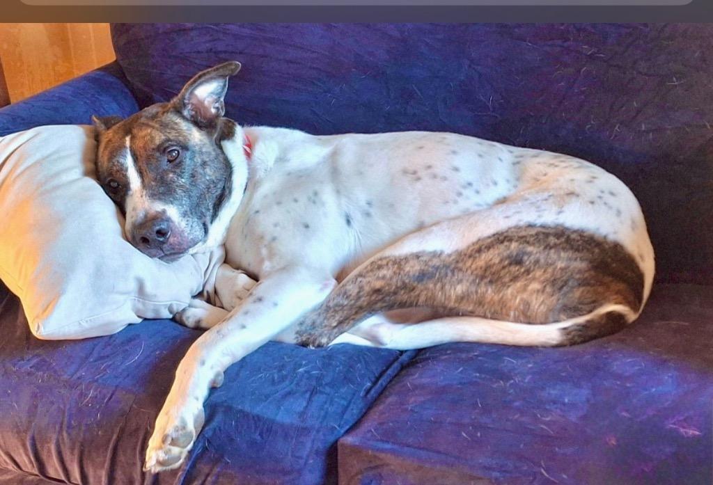 Scrappie -LOCAL, a Adoptable mixed breed in Princeton, MA image 3/6