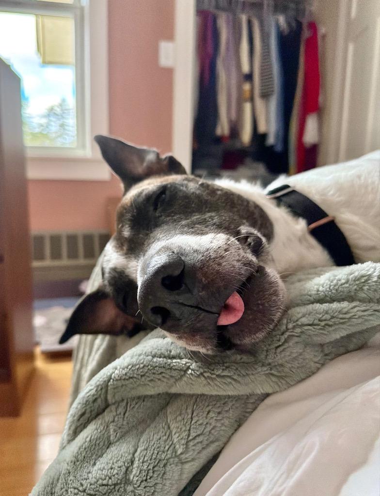 Scrappie - LOCAL, Adoptable, Senior Male American Bulldog.