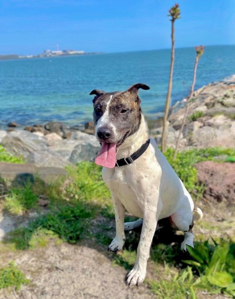 Scrappie -LOCAL, a Adoptable mixed breed in Princeton, MA image 4/6