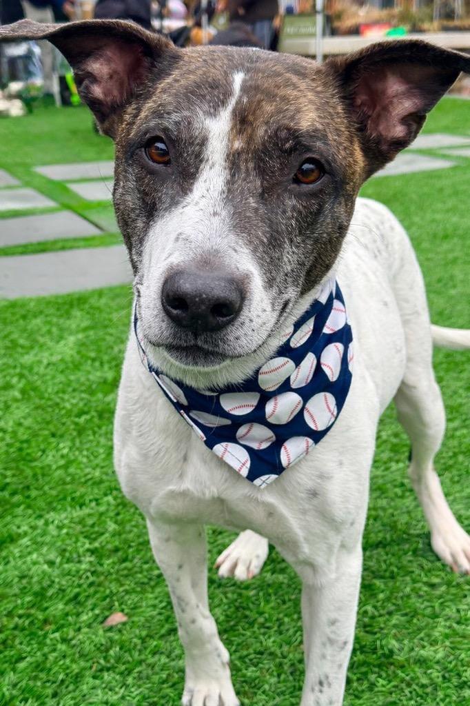 Enlarge Scrappie - LOCAL, a Adoptable mixed breed in Princeton, MA image 2/6