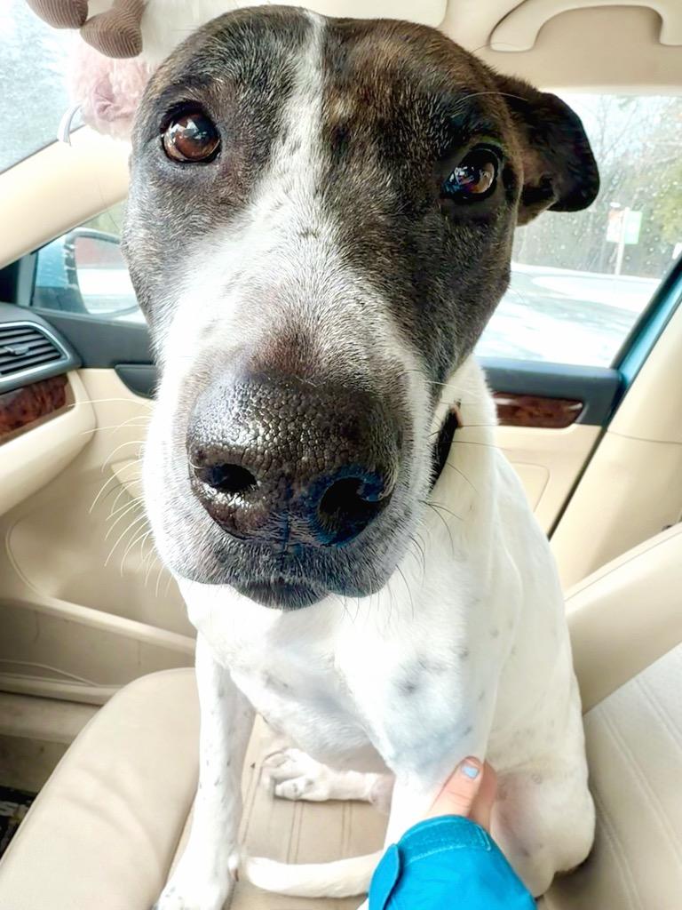 Enlarge Scrappie - LOCAL, a Adoptable mixed breed in Princeton, MA image 2/6