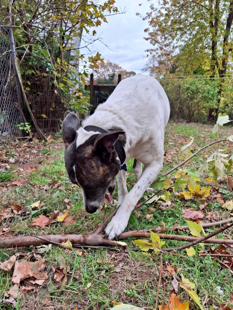 Scrappie -LOCAL, a Adoptable mixed breed in Princeton, MA image 5/6