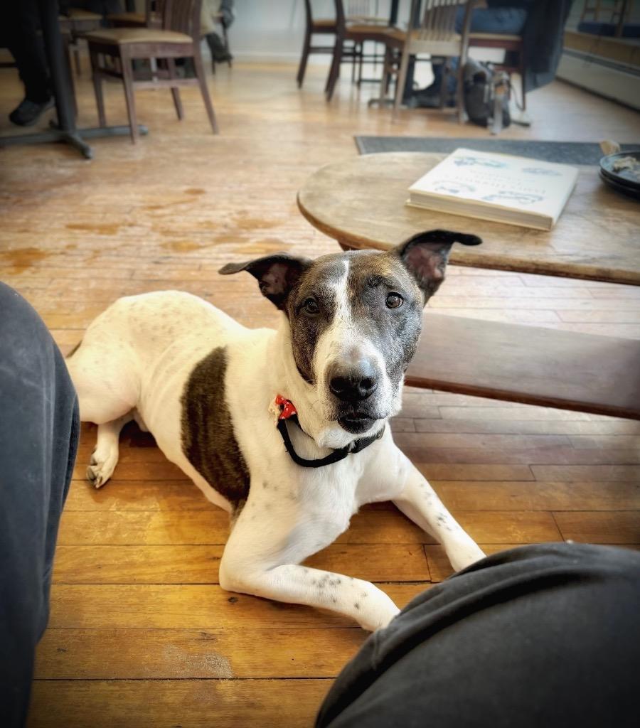 Enlarge Scrappie - LOCAL, a Adoptable mixed breed in Princeton, MA image 3/6