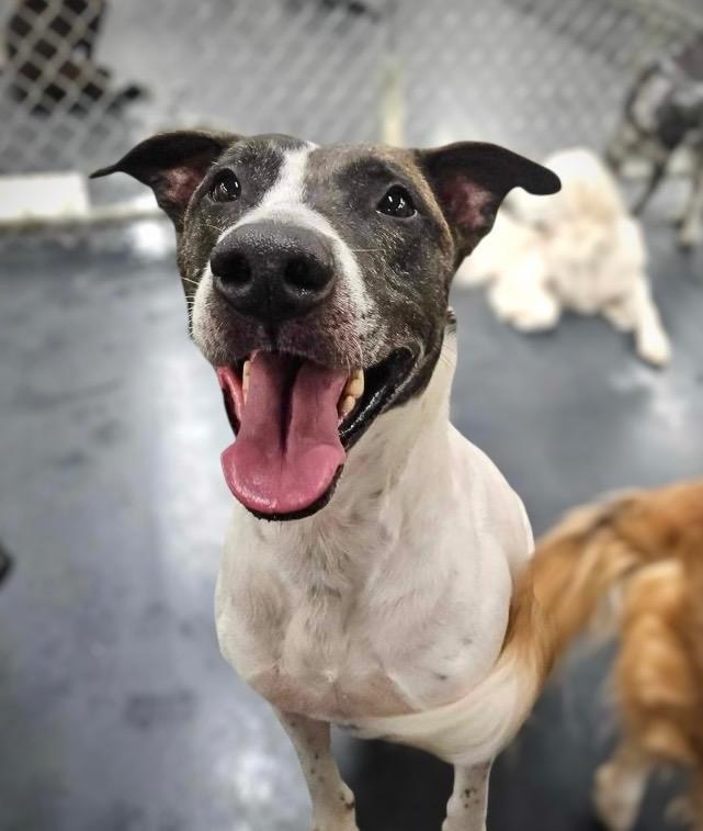 Enlarge Scrappie - LOCAL, a Adoptable mixed breed in Princeton, MA image 4/6