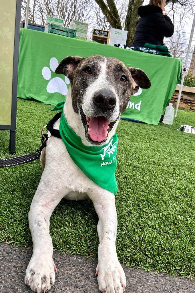 Enlarge Scrappie - LOCAL, a Adoptable mixed breed in Princeton, MA image 4/6