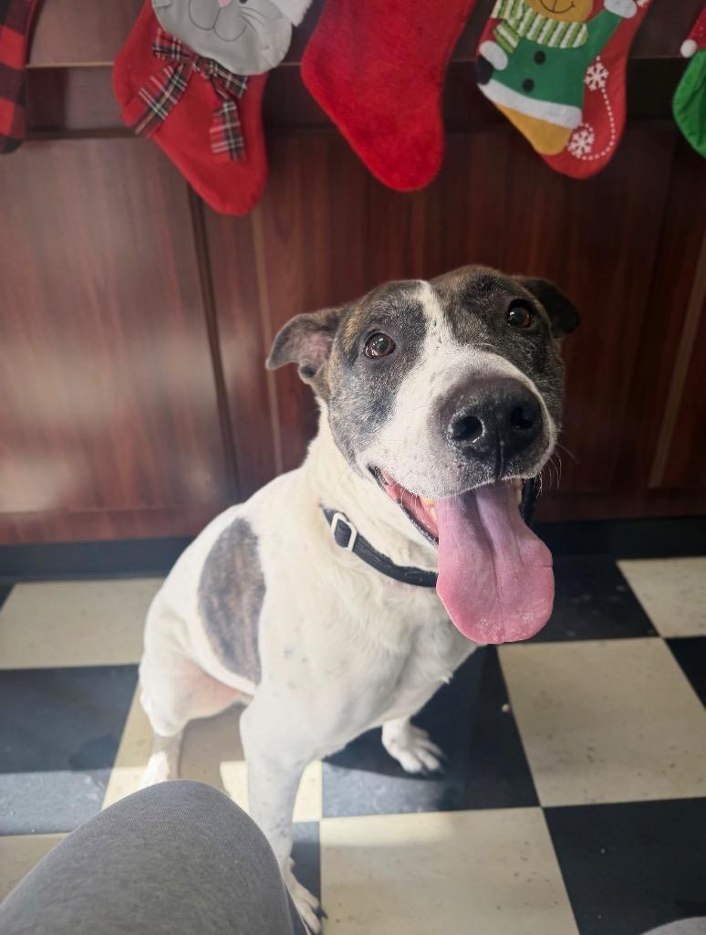 Enlarge Scrappie -LOCAL, a Adoptable mixed breed in Princeton, MA image 2/6