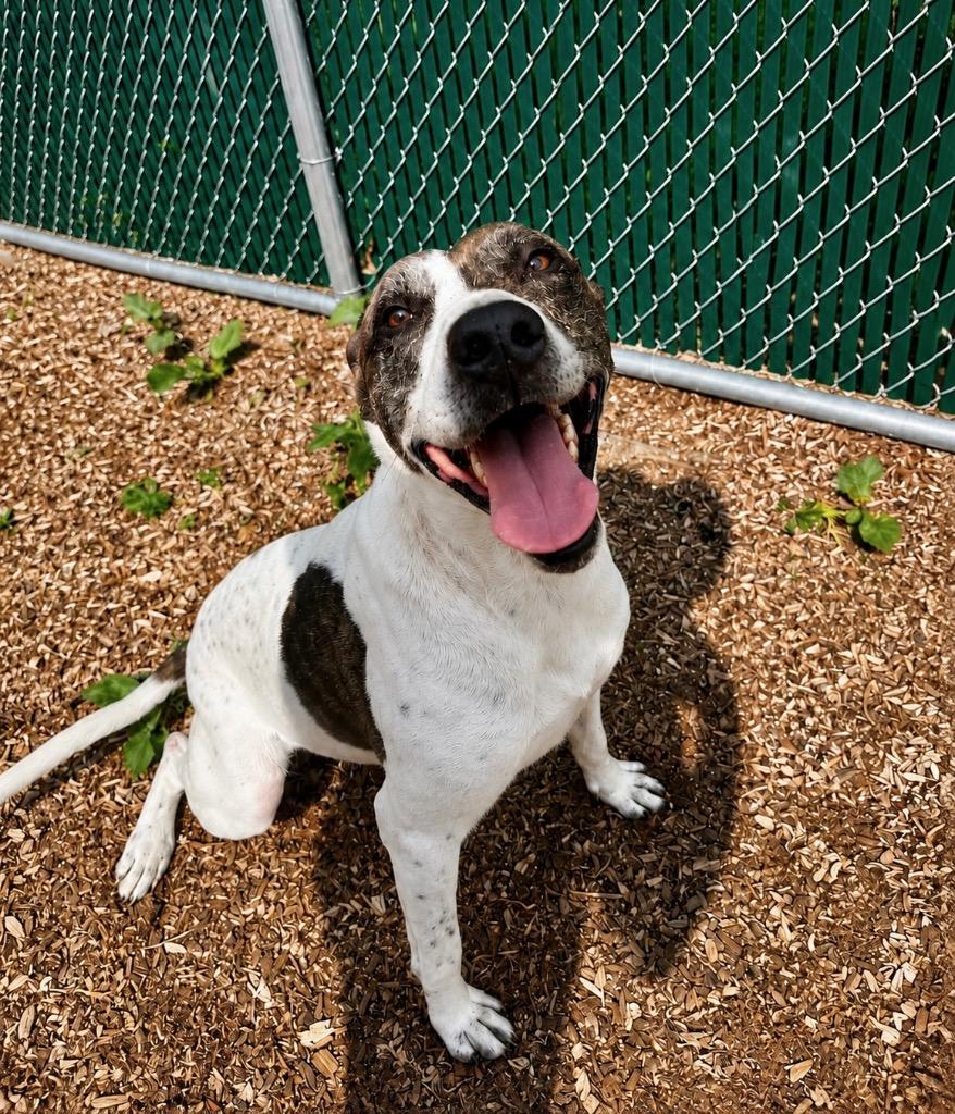 Enlarge Scrappie - LOCAL, a Adoptable mixed breed in Princeton, MA image 3/6