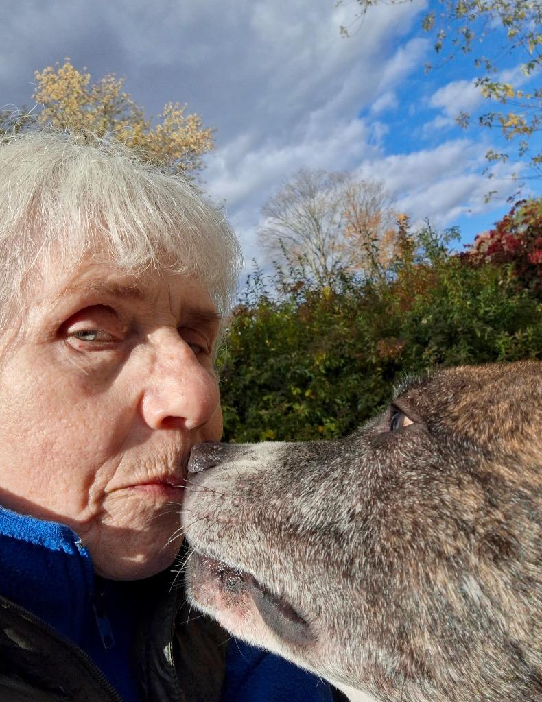 Scrappie -LOCAL, a Adoptable mixed breed in Princeton, MA image 6/6