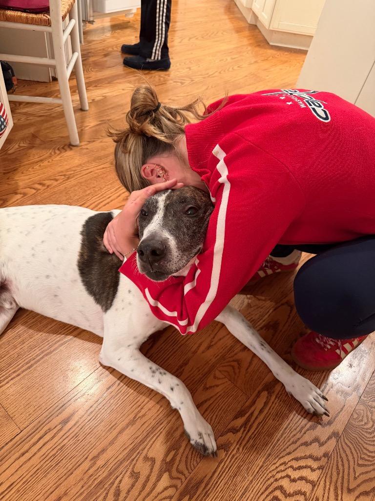 Enlarge Scrappie - LOCAL, a Adoptable mixed breed in Princeton, MA image 5/6