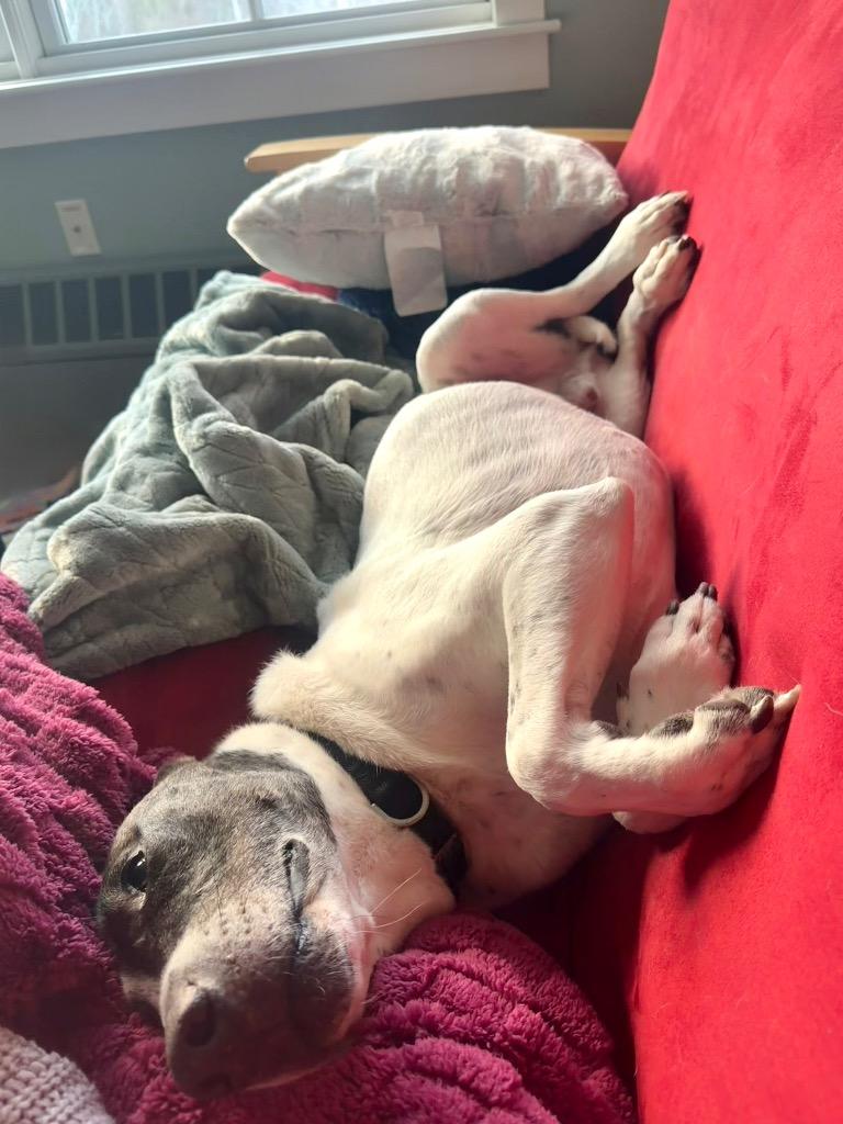 Enlarge Scrappie -LOCAL, a Adoptable mixed breed in Princeton, MA image 4/6